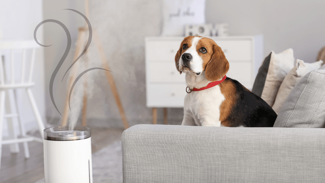 ¿Por qué los humidificadores pequeños se han vuelto tan populares en hogares y oficinas? - Homanage